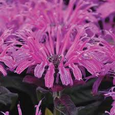 Image result for Monarda didyma
