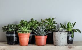 However, this doesn't apply to indoor cacti because the. Indoor Plants That Ll Survive Without Water Rcs