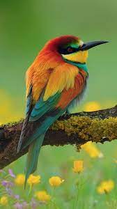 Free download latest very beautiful birds hd desktop wallpapers background, wide most popular colorful birds like dove, duck, eagle, hen, kite collection of birds wallpaper in 4k, 5k and mobile resolutions. Beautiful Birds Wallpapers Hd For Android Apk Download