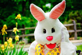 The vetcompass study also revealed the average lifespan of pet rabbits was just 4.3 years, although survival up coronavirus latest news: Easter Bunny Not A Covid 19 Carrier Allowed To Do Drop Offs Surrey Now Leader