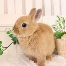 「ネザーランドドワーフ」の画像検索結果