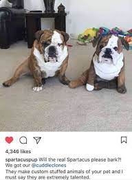 Custom Stuffed Animal Of Your Pet Plush Dogs Cats Cuddle Clones Custom Stuffed Animal Cat Cuddle Cuddling
