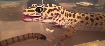 Leopard Gecko Diet Best Food Sizes Feeding Schedules