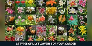 Check spelling or type a new query. 15 Types Of Lily Flowers For Your Garden