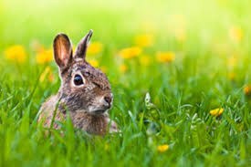 Here he was more interested in the flower and looked cute and shy, but he's lot more flamboyant. Ways To Keep Rabbits From Eating Garden Plants Horticulture