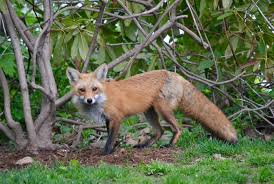 Kitchen science includes observations of mold growth, creating emulsions and colloids, bubble. Tips For Watching Backyard Wildlife Mental Floss