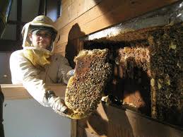 Meridian, boise, nampa, eagle, caldwell, kuna, star. Free Honeybee Swarm Rescue And Removal Non Profit Kentuckiana Beekeepers Association