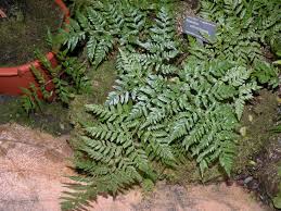 Image result for Rumohra