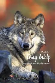 Who Is The Gray Wolf And Whats Its Spiritual Meaning Fishing Hunting Life Grey Wolf Animals Wolf Photos