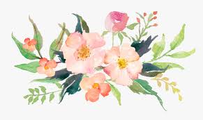 Transparent Magnolia Clipart Pink Watercolor Flower Png Png Download Kindpng All images is transparent background and free 2800*2254 size:1,126 kb. transparent magnolia clipart pink