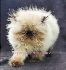 Check spelling or type a new query. Kittens For Sale Near Me Cats For Sale The Persian Kittens