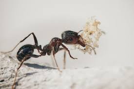 Salah satunya adalah nabi sulaiman a.s. Susah Rezeki Dan Merasa Pendapatan Kurang Simak Kisah Nabi Sulaiman Dan Semut Ini Jurnal Presisi