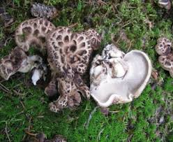 Image result for Dentinum repandum