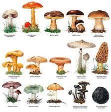 35 ideas de Reino fungi | fungi, reino fungi, hongos