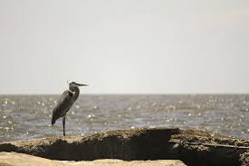 The word habitat has been in use since about 1755 and derives from the latin habitāre, to inhabit, from habēre, to have or to hold.habitat can be defined as the natural environment of an organism, the type of place in which it is natural for it to live and grow. Causes Effects And Solutions For Habitat Loss And Destruction Conserve Energy Future