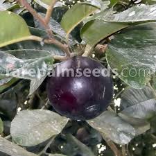 Image result for Chrysophyllum viridifolium