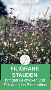 Die 10 Schonsten Filigranen Stauden Mit Langen Stangeln In 2020 Stauden Blumenrabatte Blumenbeet