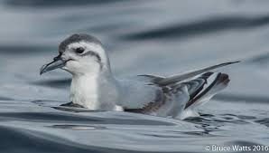 Slender Billed Prion Port Stephens Pelagic Birds Of Australia Sea Birds Kerguelen Islands