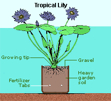 How To Care For Water Lilies Other Aquatic Plants Aquatic Plants Lily Plants Water Plants