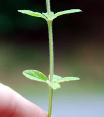 Image result for Galium stenophyllum