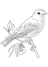 A myna bird is sitting on the branch coloring page. Free Coloring Pages Birds Adbidtise Co
