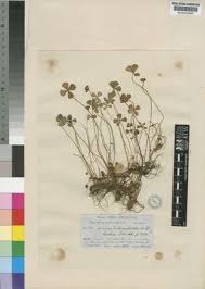 Image result for Marsilea macrocarpa