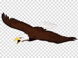 These birds wait on a perch in a forested area and swoop down on prey, also sometimes flying low through clearings to surprise prey. Bird Silhouette Bald Eagle Golden Eagle Flight Drawing Bird Of Prey Accipitridae Accipitriformes Transparent Background Png Clipart Hiclipart