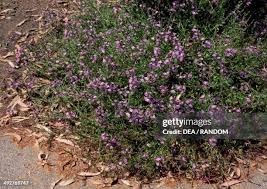 Image result for Goodeniaceae