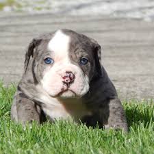 It was first bred for protecting and herding livestock. Alapaha Blue Blood Bulldog The Excellent Guard Dog Breed American Bully Daily