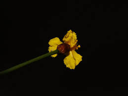 Image result for Xyris capensis