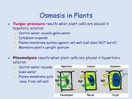 The cell would then expand. Cell Membrane Structure Ppt Download