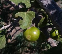 Image result for Vangueria