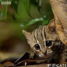 Cute cat for desktop, lazy, lying down, muzzle, looking away. Cute Cats Home Facebook