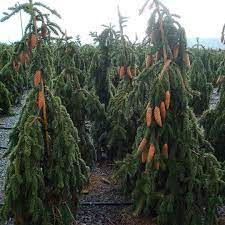 Its branches are pendulous and bear extremely long cones—up to 9 (22 cm) long. Pin On Zone 3 6 Plants