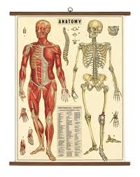 Cavallini Papers Anatomy Vintage School Chart
