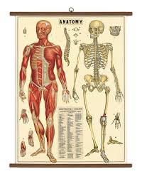 Cavallini Papers Anatomy Vintage School Chart