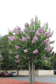 The muskogee is a great choice if you are looking for a stately crape myrtle to line a path, road, or your property. Buy Crepe Myrtle Trees For Sale In Orlando Kissimmee