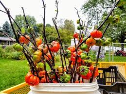 Pumpkin on a stick ornamental eggplant is an heirloom plant with flat, ribbed orange to red fruits. Ornamental Eggplant Pumpkin On A Stick Seeds Certified Organic Garden Hoard Certified Organic Heirloom Seeds Grown In Michigan By Renegade Acres