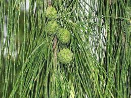 Image result for Casuarina verticillata