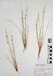 Image result for Schoenoplectiella senegalensis