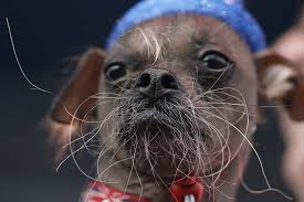Chien, concours, contest, moche, quasi modo, quasimodo, ugliest, ugly. Mugly Le Chien Le Plus Laid Du Monde La Presse