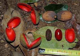 Image result for Staudtia