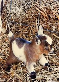Check spelling or type a new query. Miniature Goat Omg Cute Baby Animals Cute Animals Baby Animals