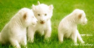 Hi, there you can download apk file white lion wallpapers for android free, apk file version is 2.2 to download to. 20 White Lion Hd Wallpapers Background Images