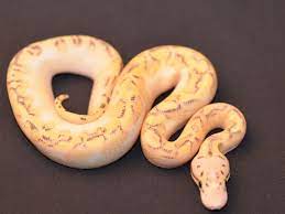 Killerbee Highway Ball Python Ball Python Ball Python Morphs Reptile Snakes