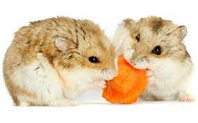 In the wild, syrian hamster adults generally inhabit lone burrows. A Complete Dwarf Hamster Care Guide From Feeding To Housing And More
