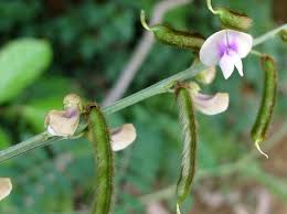 Image result for Tephrosia noctiflora