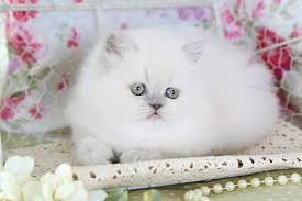 However, in the 1960's several more colors were included. Lilac Persian Kittens Lilac Persian Cats Lilac Persians The Lilac Persian Catdesigner Persian Kittens For Sale Luxury Kittens 660 292 2222 660 292 1126 Shipping Available