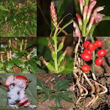 ハナミョウガ - Wikipedia