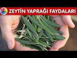 Zeytin Yapraginin Faydalari Zeytin Yapragi Cayi Nasil Yapilir Youtube Fitnes Diyeti Zeytin Dogal Saglik